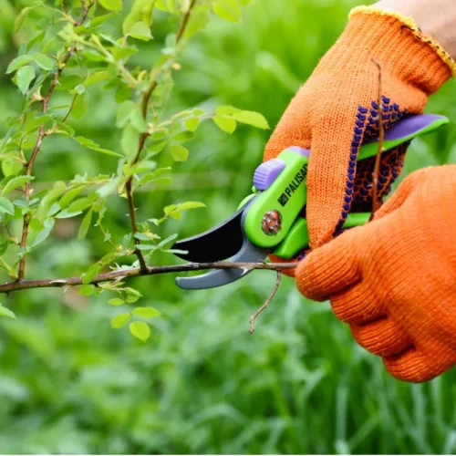 Como preparar o meu jardim para a primavera?