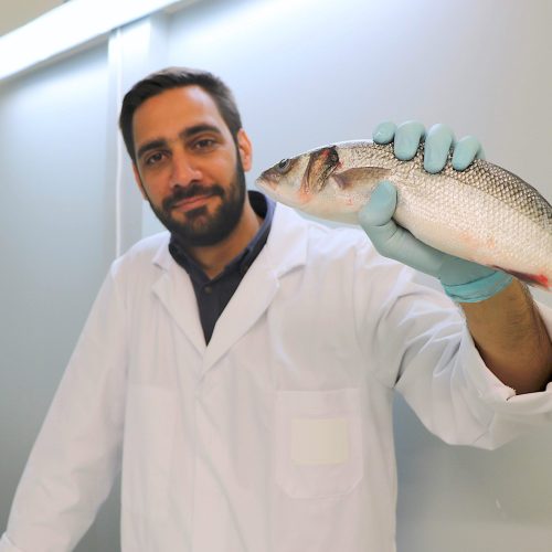 Investigadores reutilizam subproduto do biodiesel em rações para peixes de aquacultura