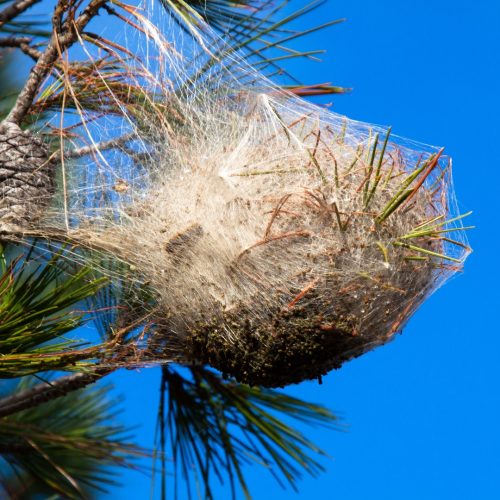 Pine processionary nest on a pine tree