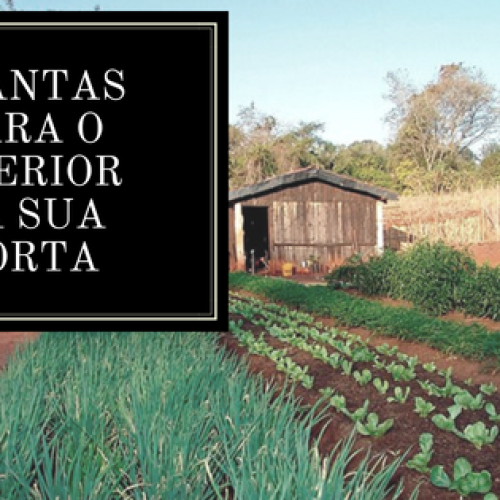 Plantas para a horta: 3 plantas indicadas para o interior da sua horta