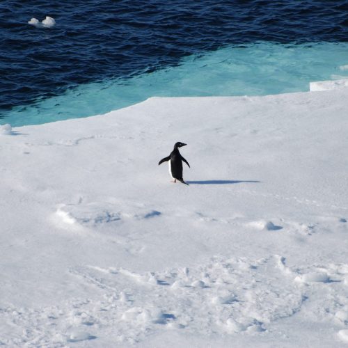 Estudo revela a presença de microplásticos em pinguins da Antártida há mais de 15 anos