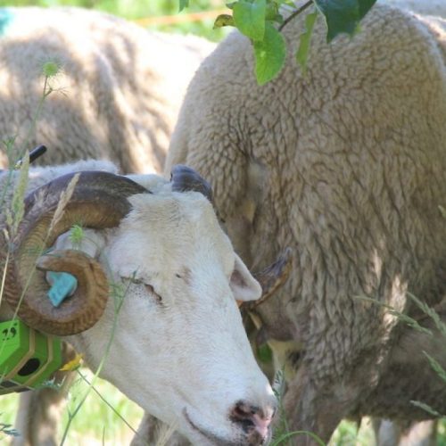 Coleiras ‘ensinam’ a comer só as ervas daninhas nas vinhas