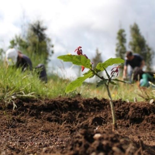 Maior projeto de plantação de árvores nativas da Área Metropolitana do Porto tem novo mecenas