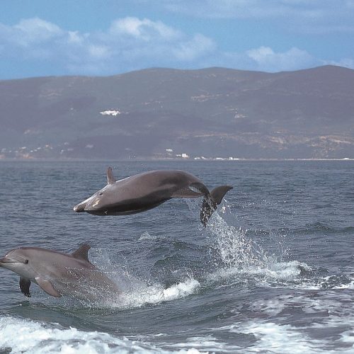 Campanha “Proteger os golfinhos” já navega no estuário do Sado