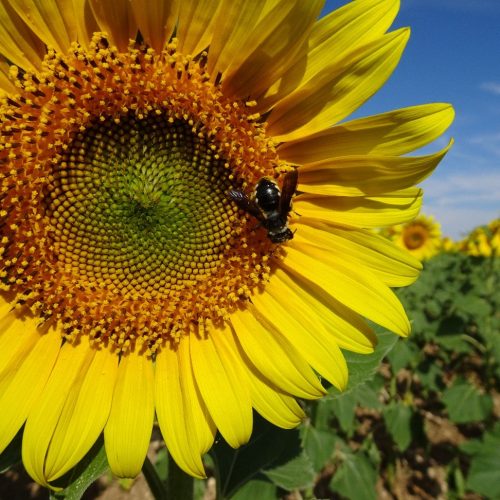 © Sílvia Castro. Abelha selvagem (Andrena albopunctata) a visitar um girassol (Helianthus annuus). Embora os girassóis possam ser autopolinizados, 10-40% de sua produção é perdida se as flores não forem polinizadas por insetos.