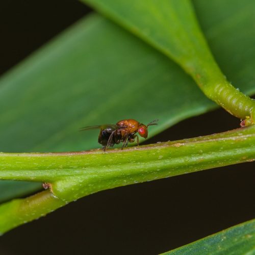 Inseto da Austrália reduz significativamente o potencial invasor da acácia-de-espigas em Portugal