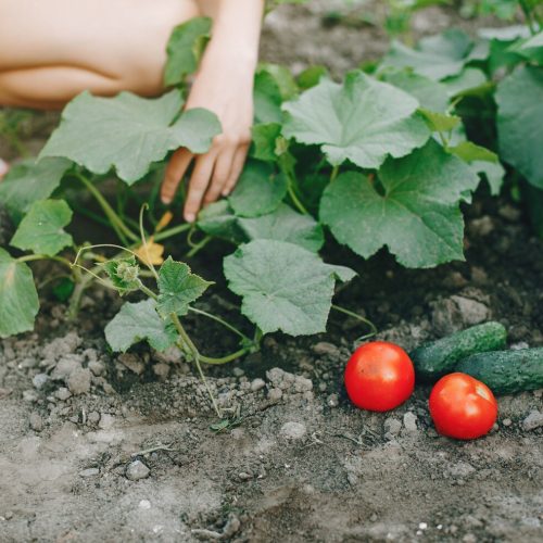 Descubra  5 das melhores culturas para plantar na Primavera e obter uma produção abundante