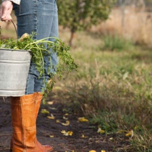 Comissão Europeia: “os agricultores biológicos auferem rendimentos mais elevados e são mais resilientes”