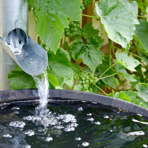 rain barrel in the garden