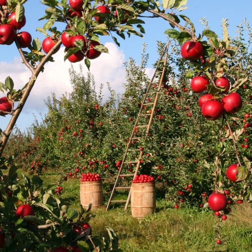 Tudo o deve saber sobre a nutrição de árvores de fruto