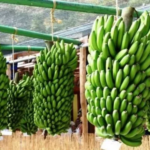 Comercialização de banana da Madeira cresce 18,7% nos primeiros quatro meses de 2024