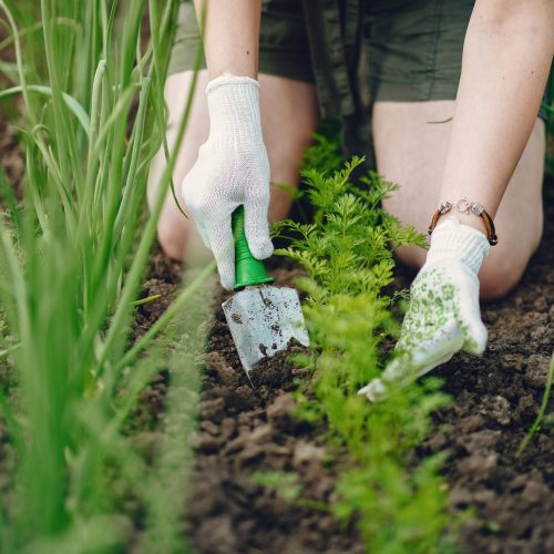 Woman works in a garden. Lady near a onion