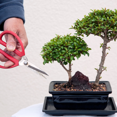 Saiba como cuidar de um bonsai de interior: dicas úteis