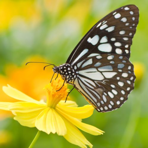 Aprenda a atrair borboletas para o seu jardim