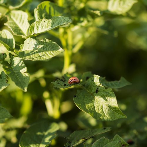 Soluções Naturais para Pragas e Doenças na Horta Biológica 🌱