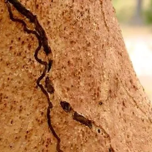 Cobrilha da cortiça. Conheça o guia do GO UnderCork para identificação desta praga