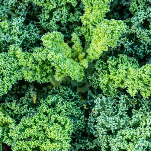 Como cultivar couve Kale: um guia de cultivo para ter sucesso