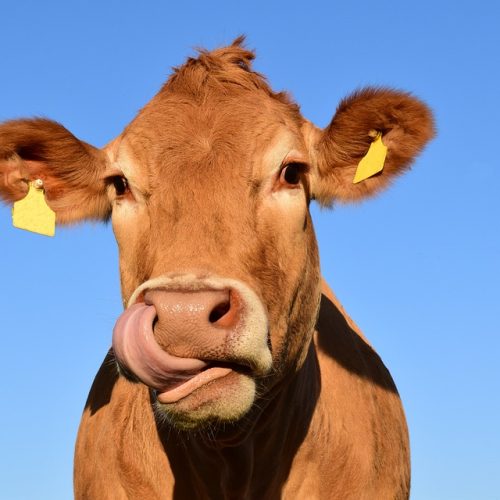 Casal para trabalho em exploração Agrícola de Suínos e Bovinos