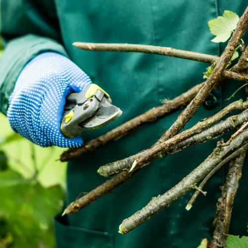 Conheça os principais tipos de poda nas árvores de fruto e em que situações devem ser usadas