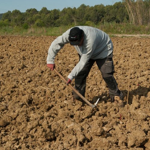 OPORTUNIDADES: Colaboradores Agrícolas (M/F)