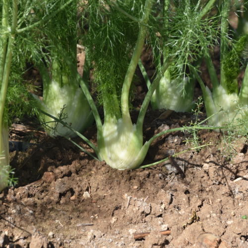 Como cultivar funcho: tudo o que deve saber para ter sucesso