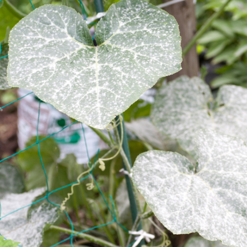 🍄Principais Doenças Fúngicas da Horta e Como Combatê-las🌱