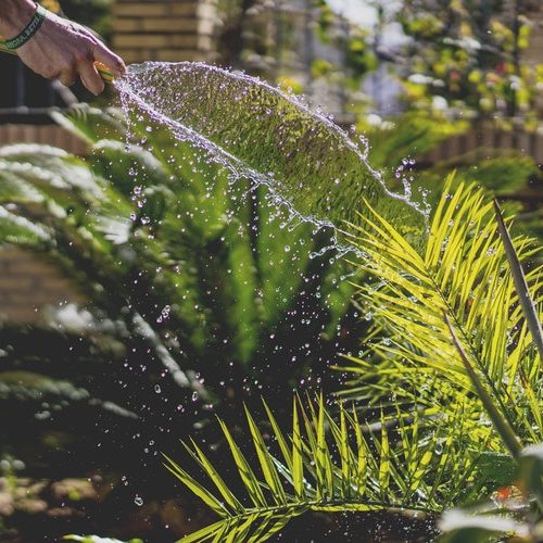 Necessidade de água nas plantas de interior: principais cuidados a adotar