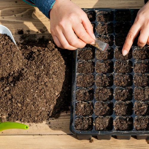 Tudo o que deve ter em conta para uma boa germinação de sementes