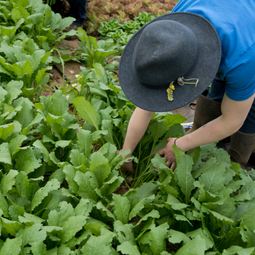 NOVA OPORTUNIDADE: Engenheiro Agrónomo (m/f)