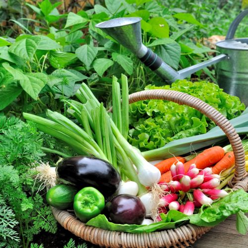 fresh garden vegetables in wicker basket with watering can