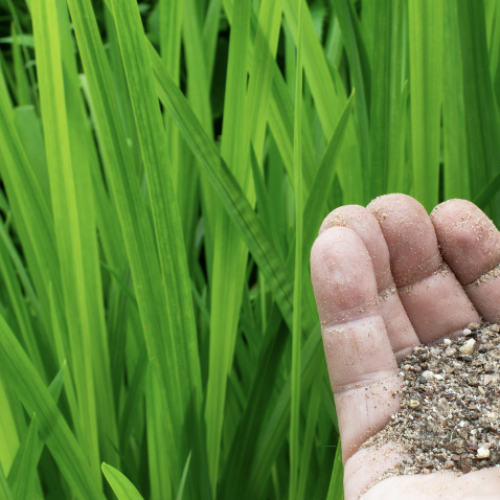 Tudo o que deve saber sobre os adubos sólidos e a sua aplicação nas suas culturas agrícolas