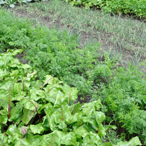 Cultivo de hortícolas no Inverno em Portugal: dicas essenciais para garantir uma boa colheita