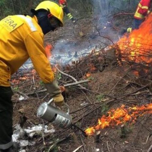 Projecto Fogo e Invasoras apresenta resultados. Participação online gratuita