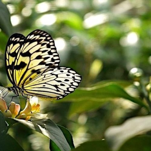 Saiba como proteger as plantas das altas temperaturas