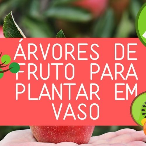 Conheça 5 árvores de fruto que pode plantar em vaso