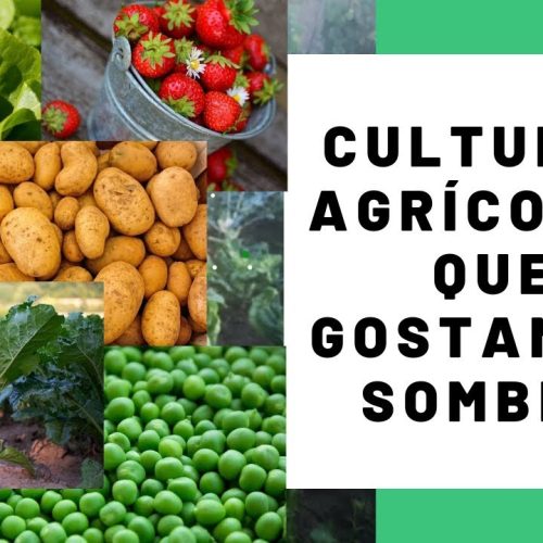 Descubra quais as culturas agrícolas que gostam de sombra