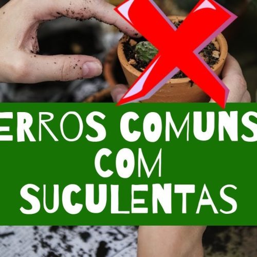 Conheça 5 erros comuns que cometemos com as suculentas