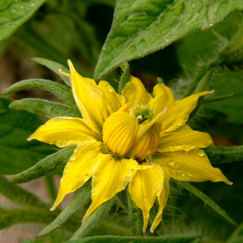 Conheça os principais fatores que influenciam a indução e diferenciação floral das culturas agrícolas