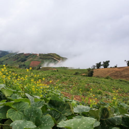 NOVA OPORTUNIDADE: Engenheiro Agrónomo