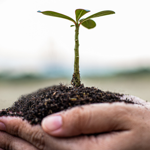 A agricultura nacional no contexto do Green Deal: menos fertilizantes minerais mas mais pesticidas face à média da UE – 2020