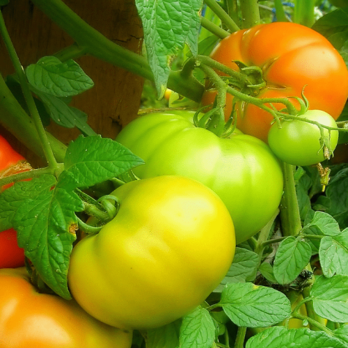 Míldio, traça e rachadura dos tomates: o que fazer