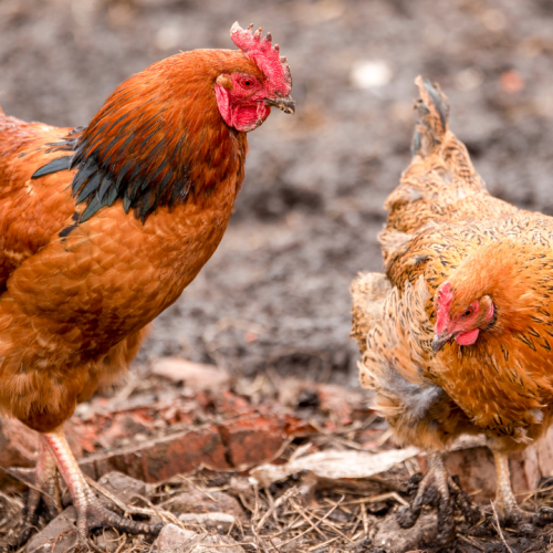 NOVA OPORTUNIDADE: Técnico de Produção Animal 