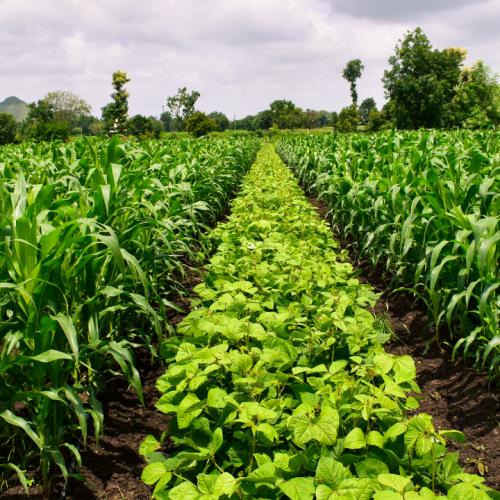 Conheça 5 práticas agrícolas sustentáveis para que as suas culturas sejam mais rentáveis