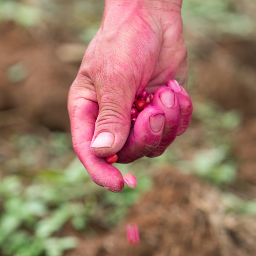 NOVA OPORTUNIDADE: Engenheiro Agrónomo (M/F)