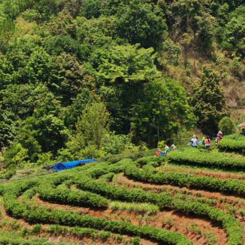 NOVA OPORTUNIDADE: Engenheiro Florestal e/ou Agrícola