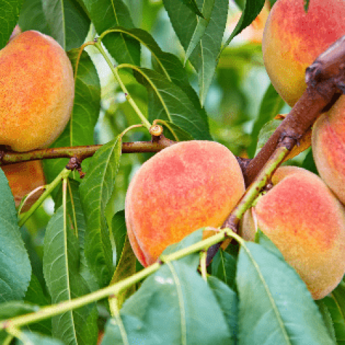 Conheça os fatores que podem estimular o crescimento/vingamento dos frutos