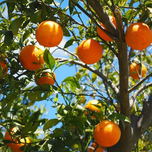 10  variedades de laranja diferentes que vai ter que conhecer