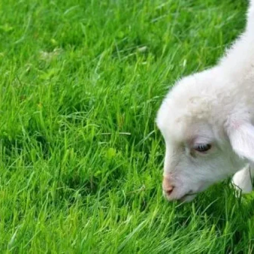 INE prevê boas produções forrageiras diminuindo necessidades de ração animal