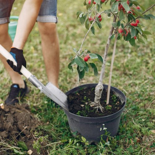 Family on a yard. Father with son planting a tree