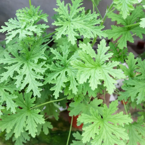 Pelargonium 'Citronella' 